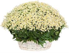 Цветочная композиция из Ромашки в корзине #REPLACE_PRED# Ельце
